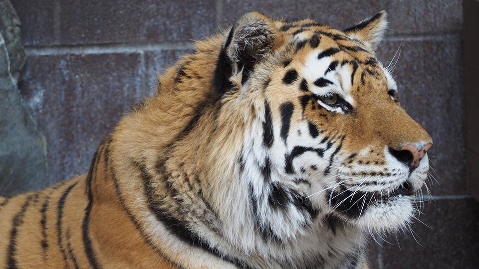 86 tigres rescatados del Templo del Tigre en Tailandia murieron bajo custodia del gobierno 7 Lindo tigre