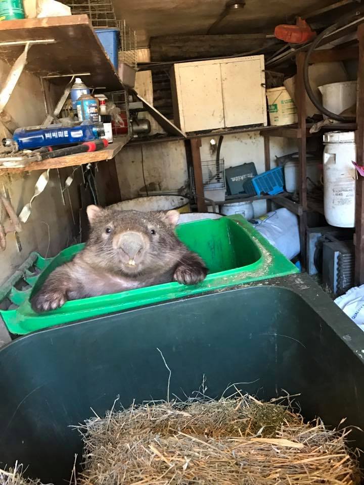 Mr Magoo el Wombat Mr Magoo el Wombat