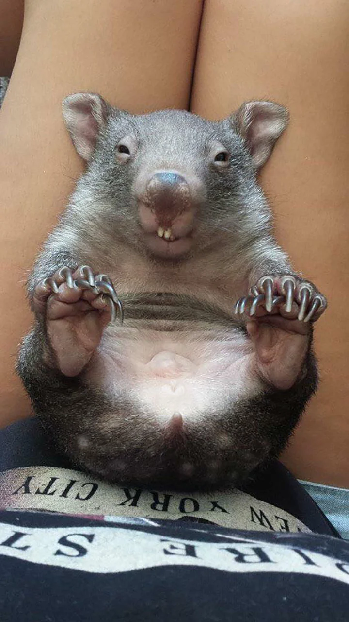 Mr Magoo pequeño