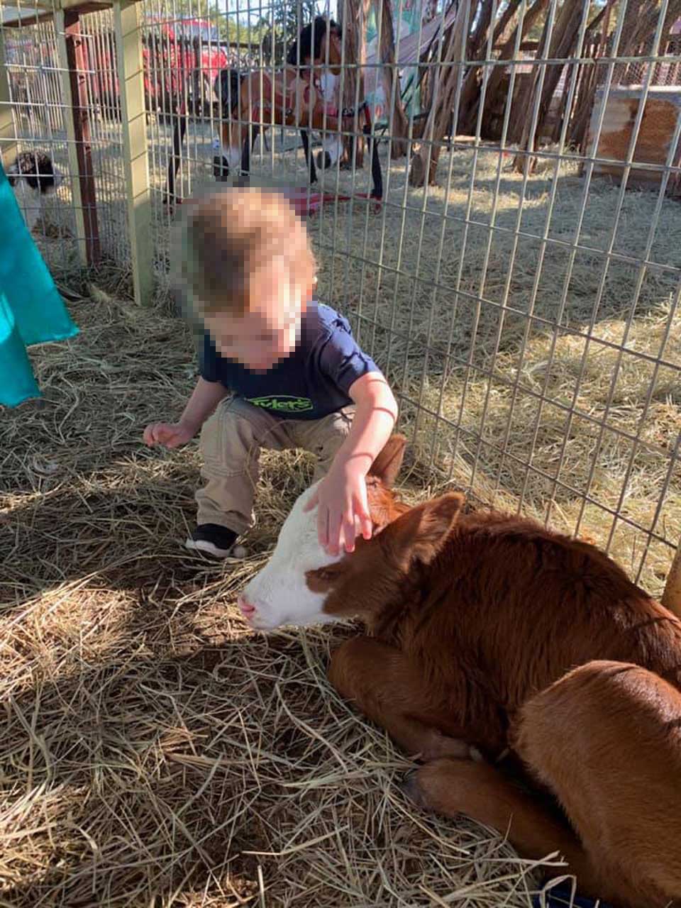 Niño alimentando a la ternera