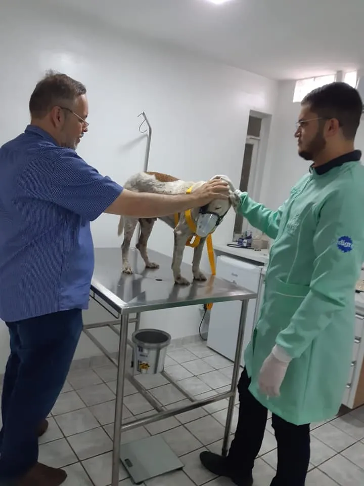 Padre lleva perro al veterinario