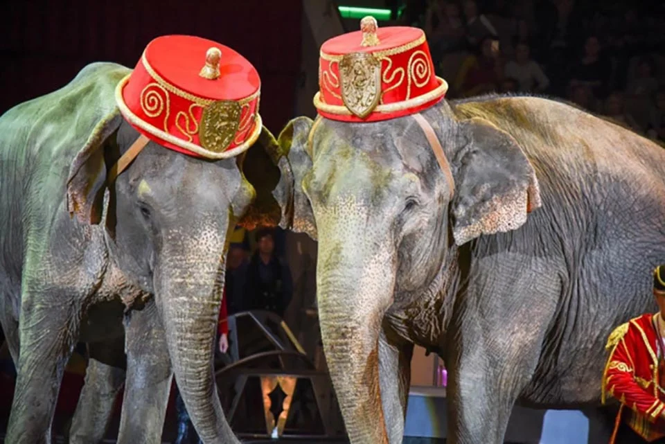 Francia prohibirá los animales salvajes en circos y parques acuáticos 1 Par de elefantes en circo