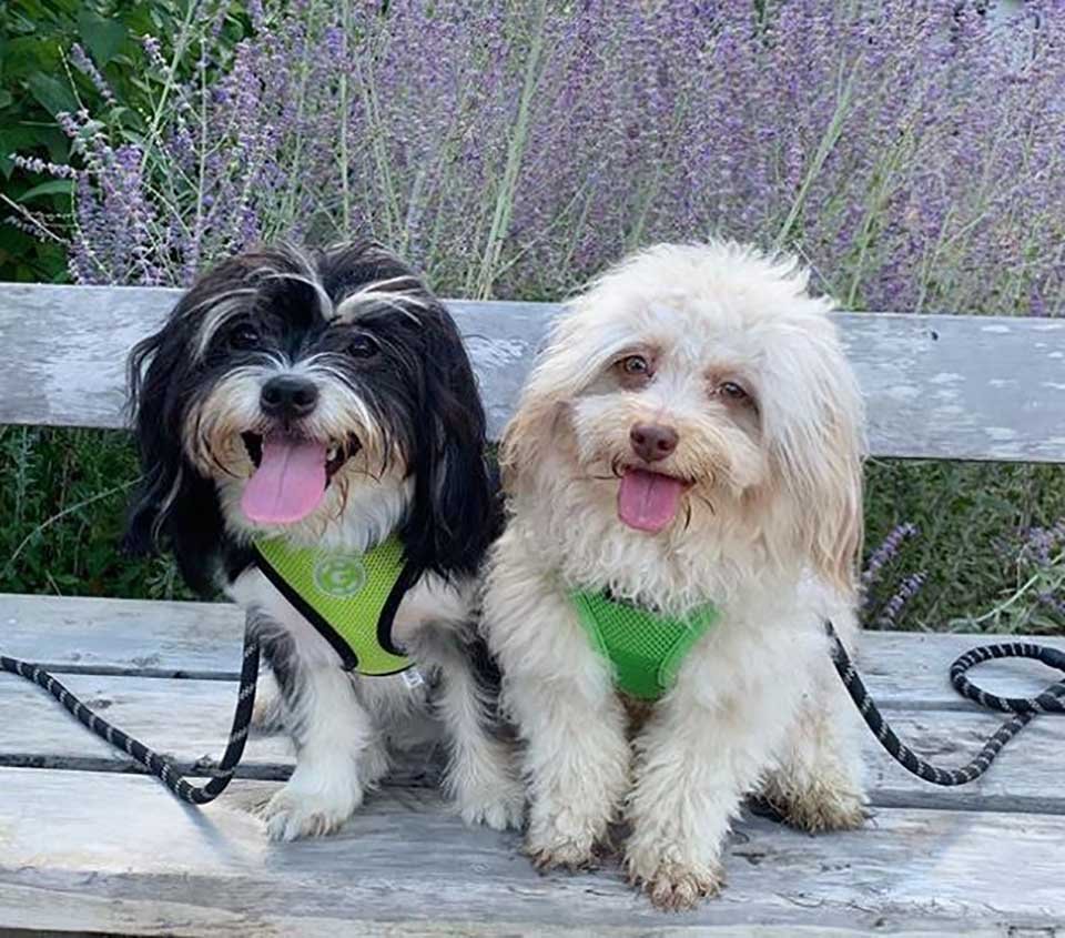 El adorable perrito que tiene un rostro único parecido a un humano 7 Par de perritos adorables
