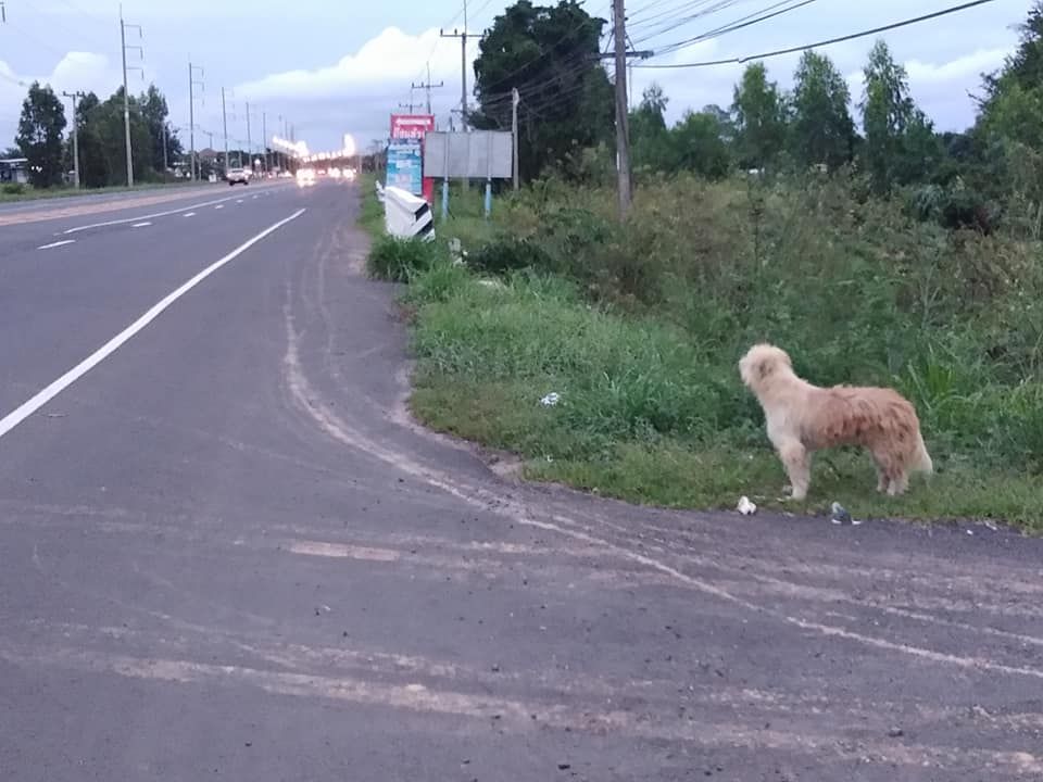 Perrito al lado de la carretera