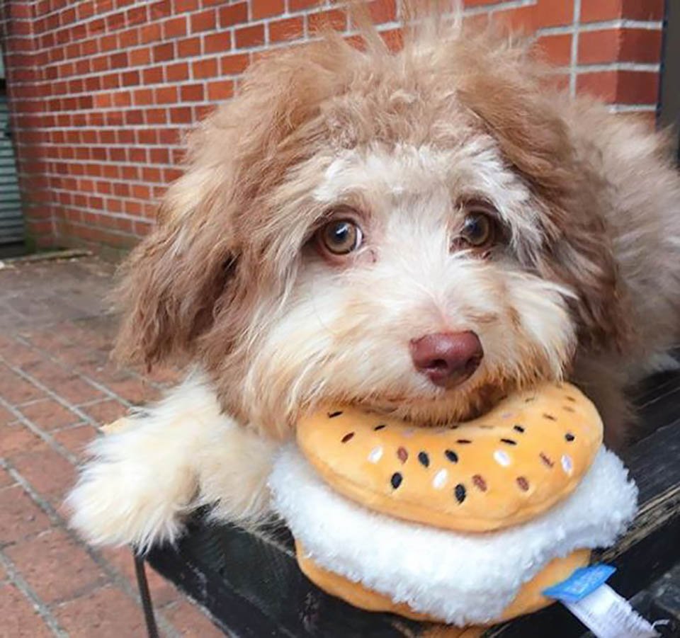 El adorable perrito que tiene un rostro único parecido a un humano 2 Perrito color café