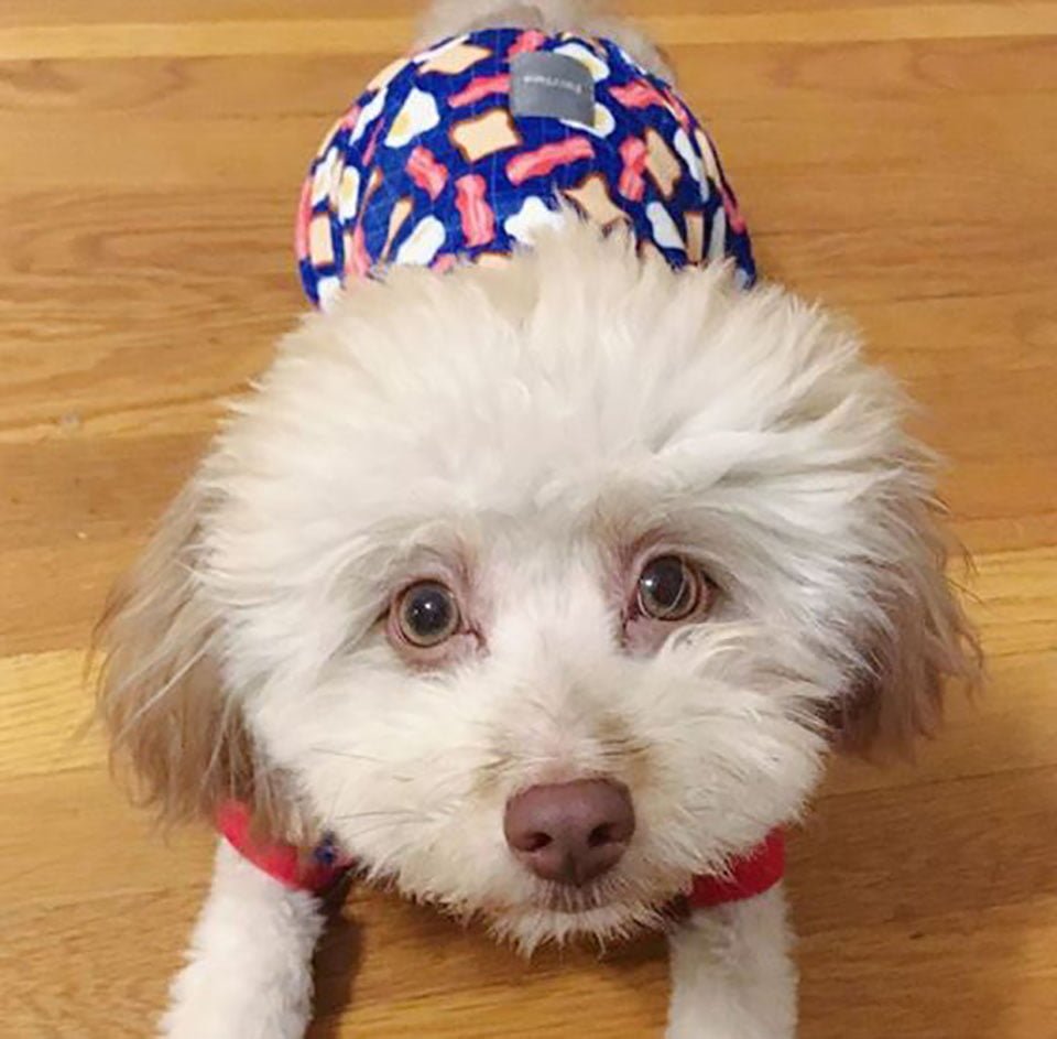 El adorable perrito que tiene un rostro único parecido a un humano 3 Perrito con accesorio azul