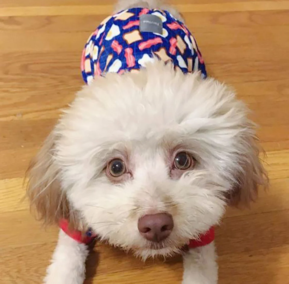 Perrito con accesorio azul