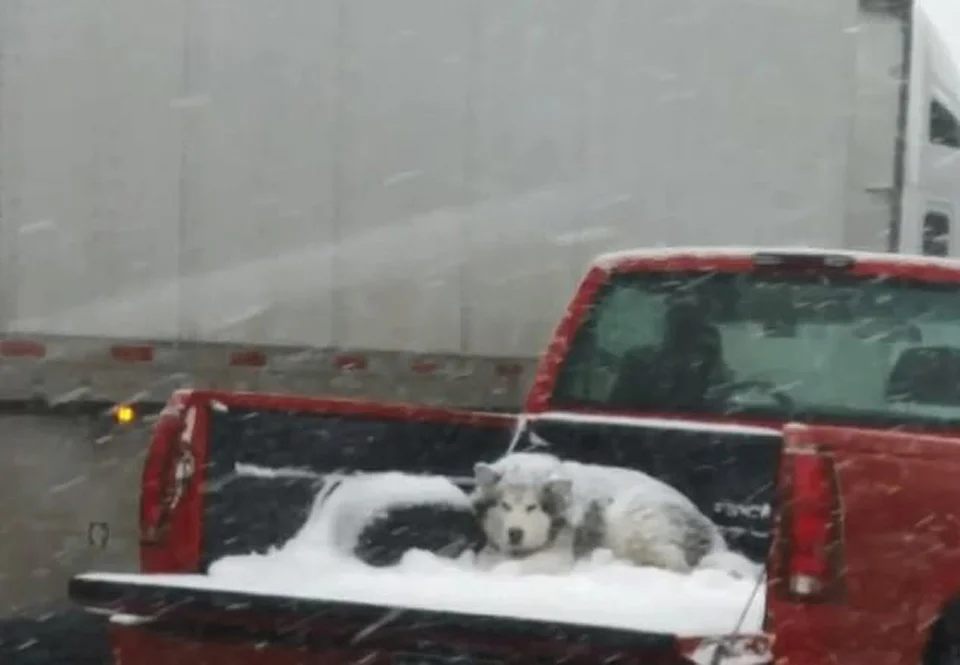 Perrito en la nieve