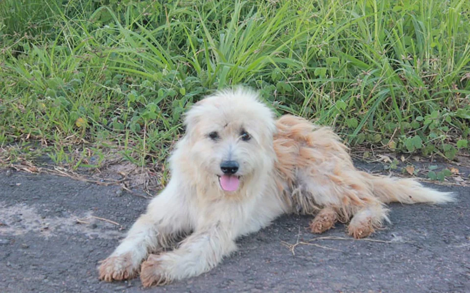 Perrito espera en la carretera
