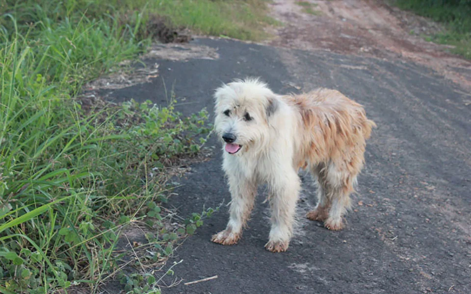 Perrito leal espera a su familia