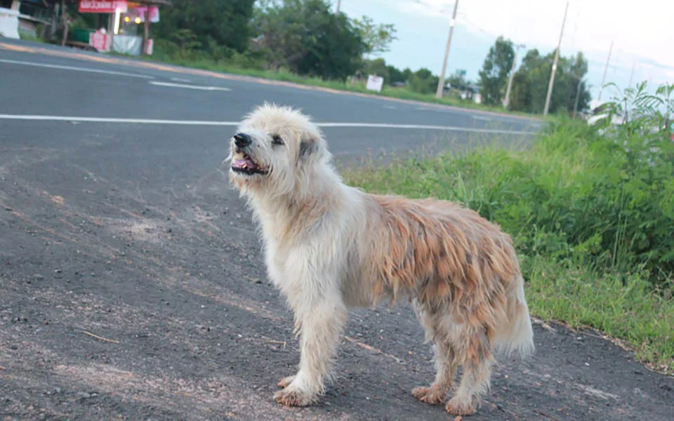 Perrito no se rinde al esperar a su familia por muchos años