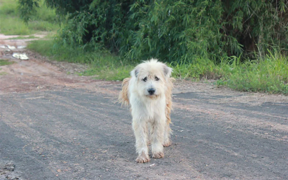 Perrito perdido