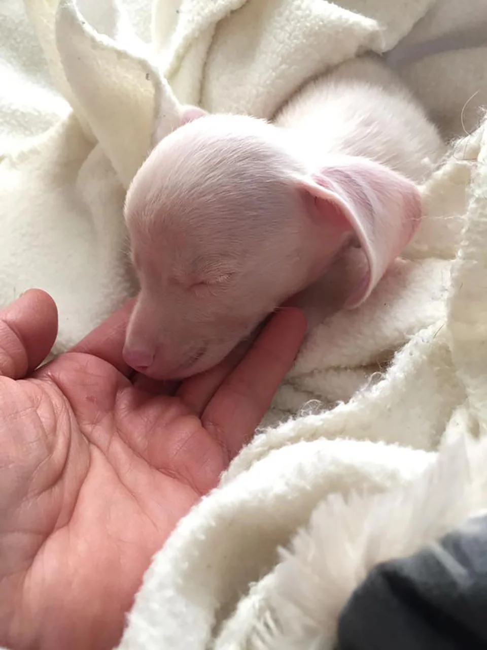 Perrito rosa recién nacido