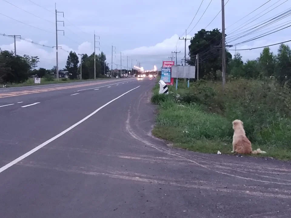 Perrito se sienta a esperar a su familia durante cuatro años