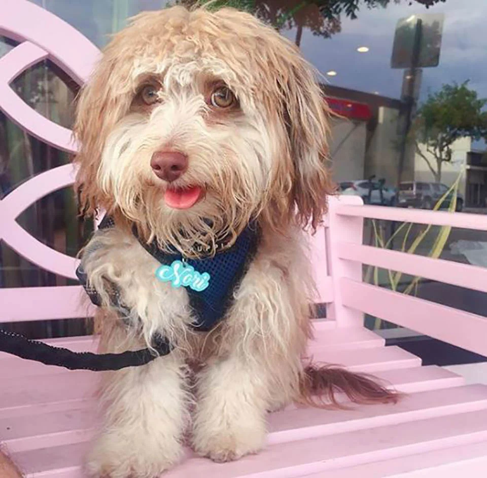 Perrito tiene rostro parecido al humano