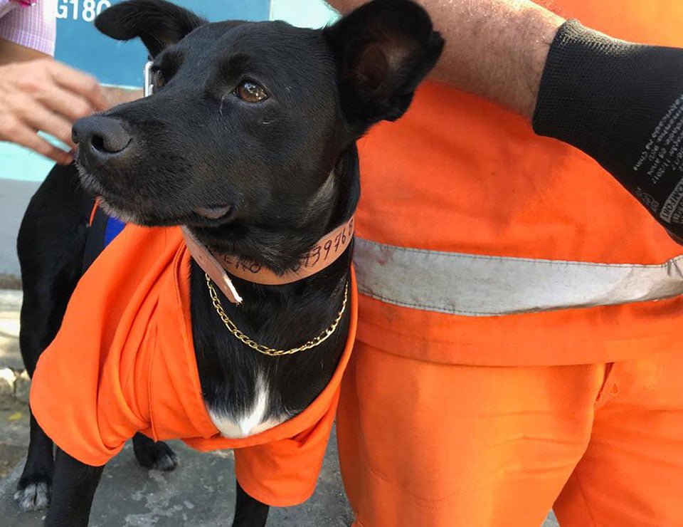 Perro adoptado por un barrendero lo acompaña al trabajo usando un adorable uniforme 9 Perrito uniformado