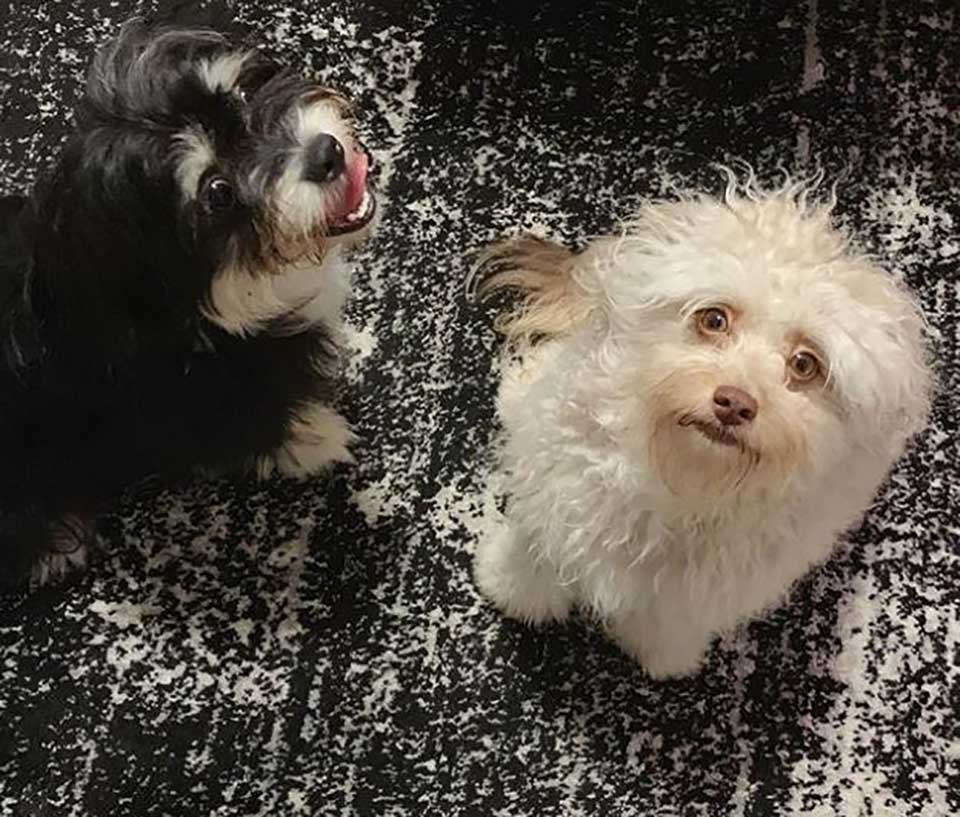 El adorable perrito que tiene un rostro único parecido a un humano 6 Perritos miran hacia arriba