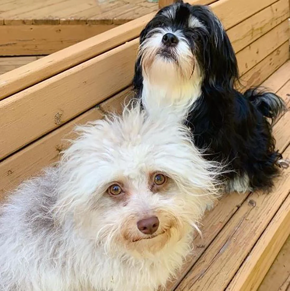 Perritos son inseparables