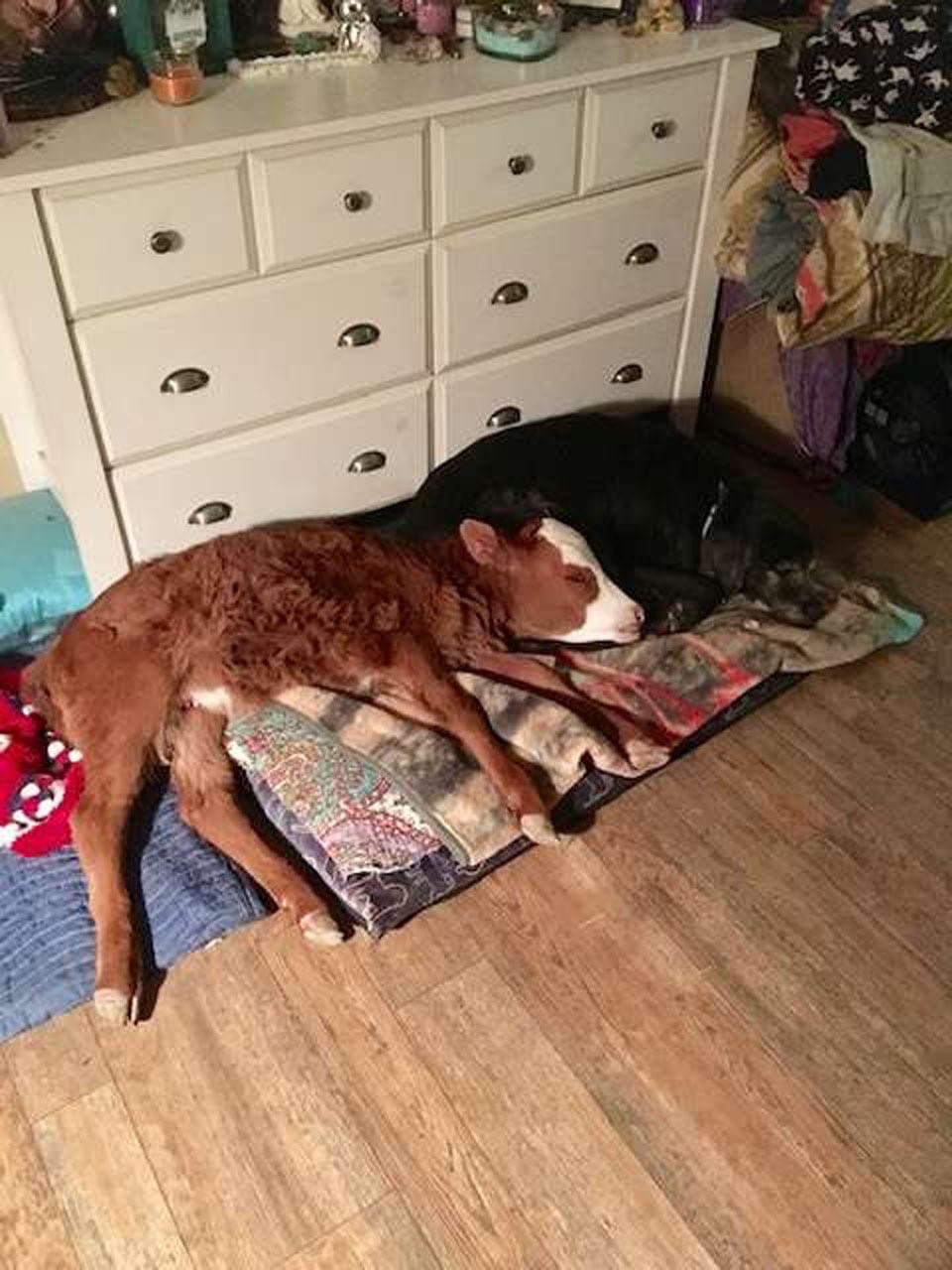 Vaca bebé rescatada le encanta dormir acurrucada en la cama del perro 11 Perritos y ternero