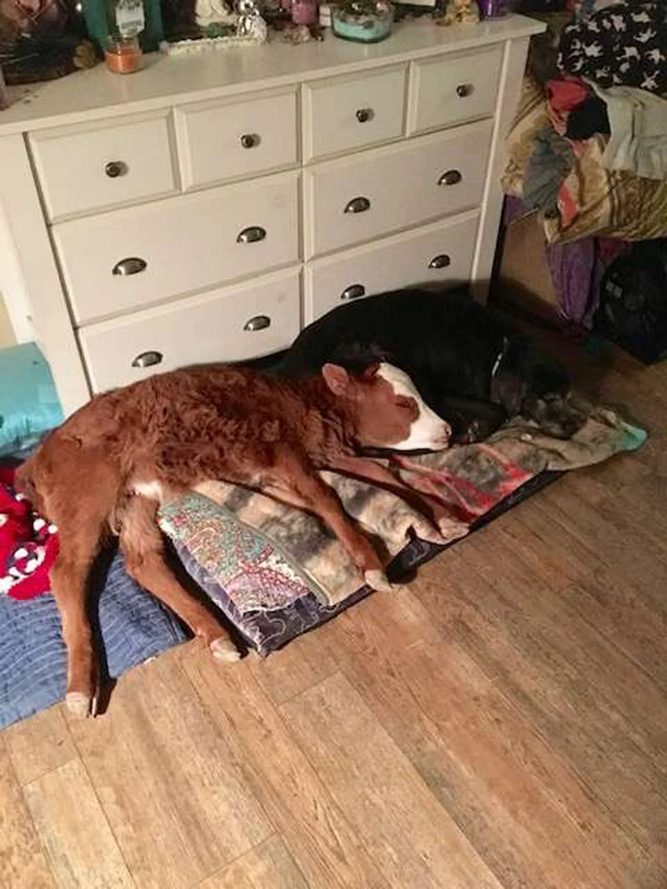 Vaca bebé rescatada le encanta dormir acurrucada en la cama del perro 2 Perritos y ternero
