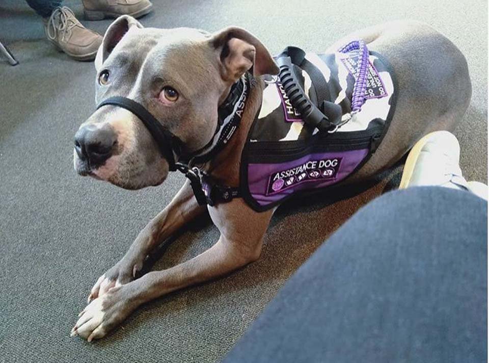 Perro se niega a dejar la habitación de mamá en el hospital después de salvarle la vida 14 Perro de servicio