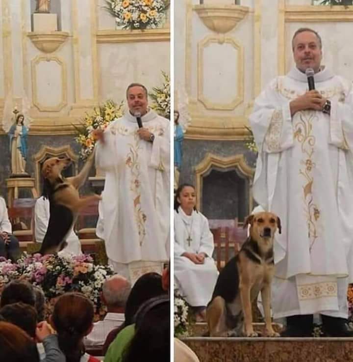 Perro en la iglesia