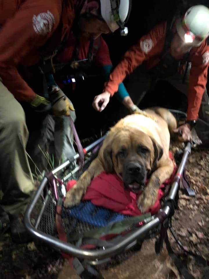 Perro enorme rescatado Perro enorme rescatado