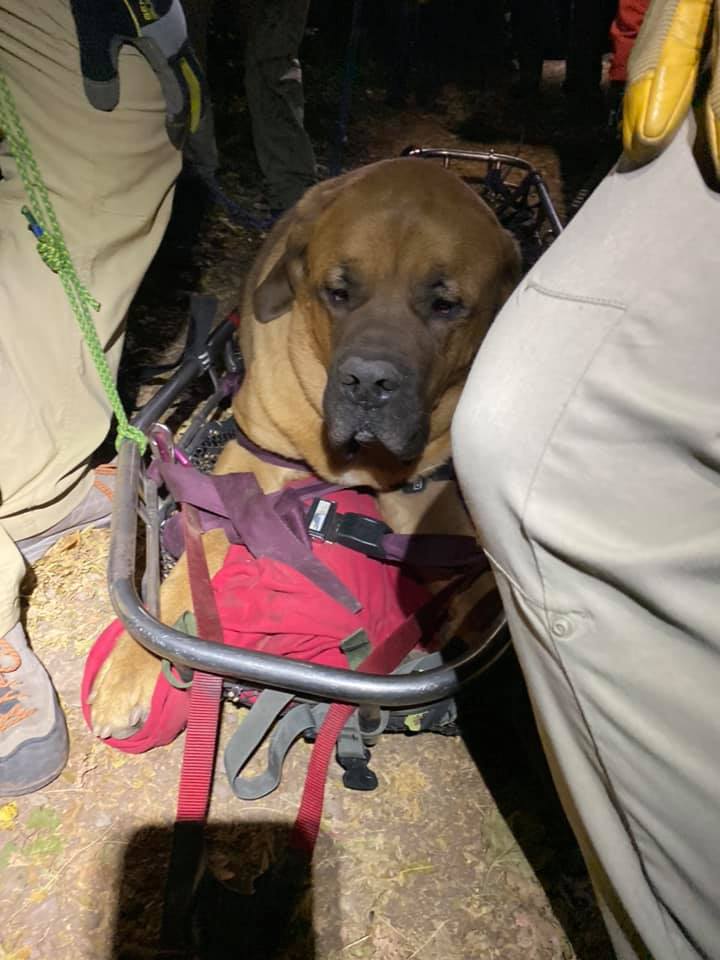 Perro enorme se cansa caminando en la montaña