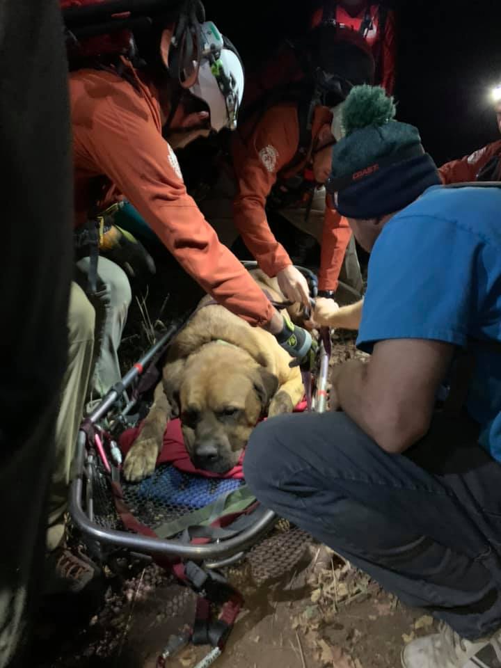 Perro rescatado de montaña