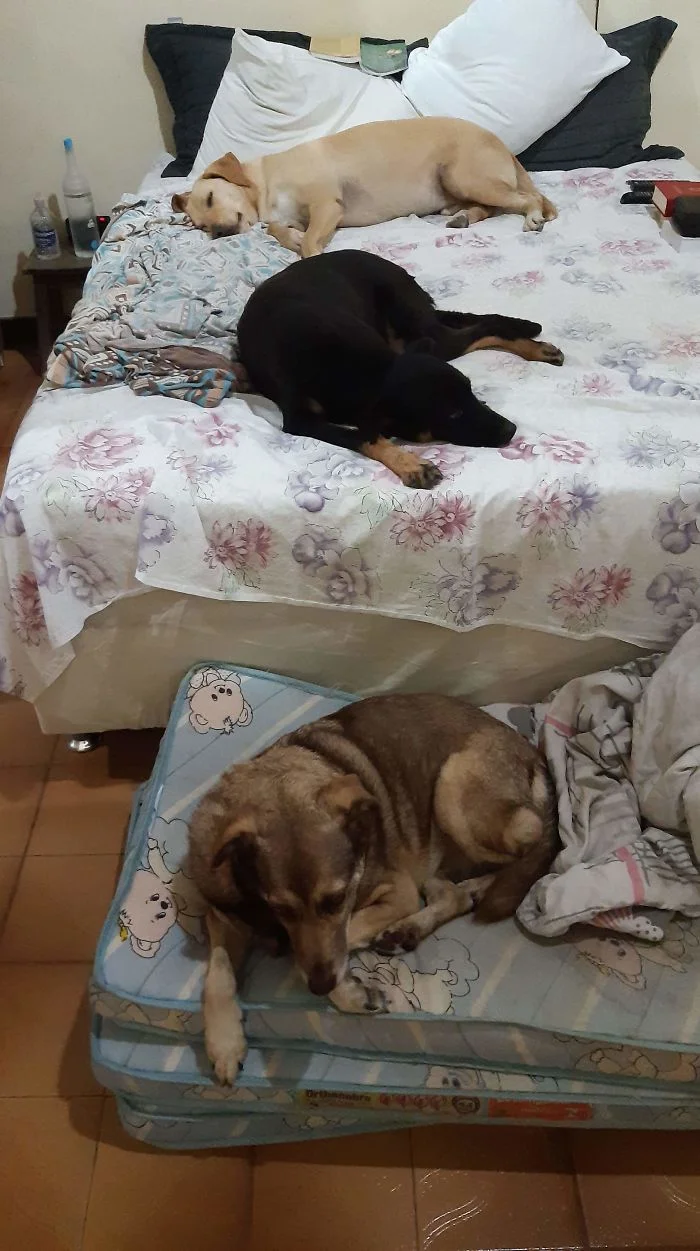 Perros rescatados por sacerdote