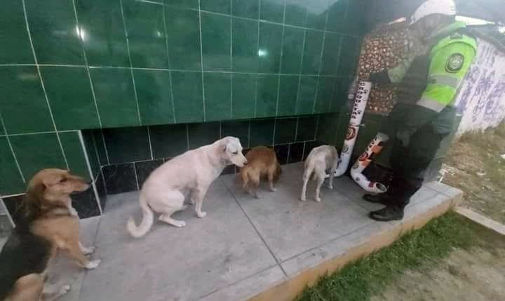 Perros sin hogar hacen fila para alimentarse