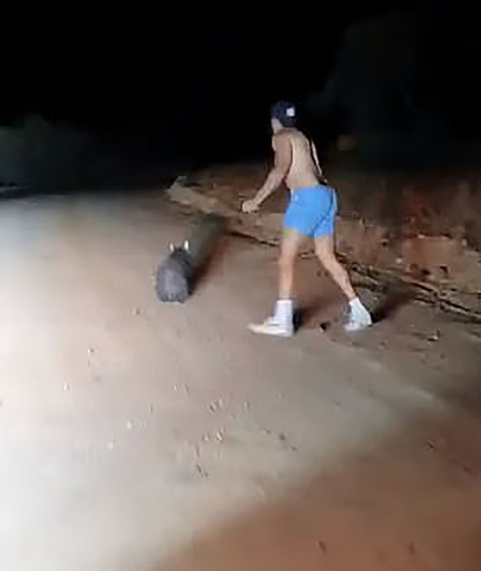 Policía fuera de servicio ataca a un wombat aterrorizado golpeándolo repetidamente con una piedra mientras se ríe 3 Policía corre con piedra en la mano para matar a wombat