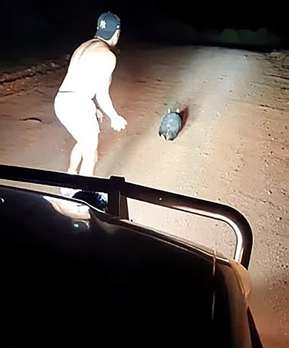 Policía fuera de servicio ataca a un wombat aterrorizado golpeándolo repetidamente con una piedra mientras se ríe 2 Policía se prepara para lanzar piedra a un animal