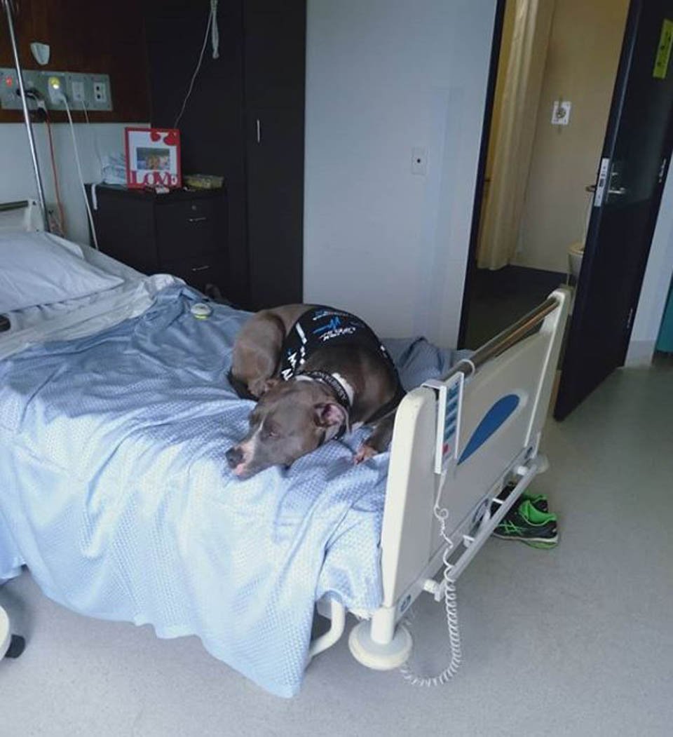Perro se niega a dejar la habitación de mamá en el hospital después de salvarle la vida 9 Ruby cuida de Darcy