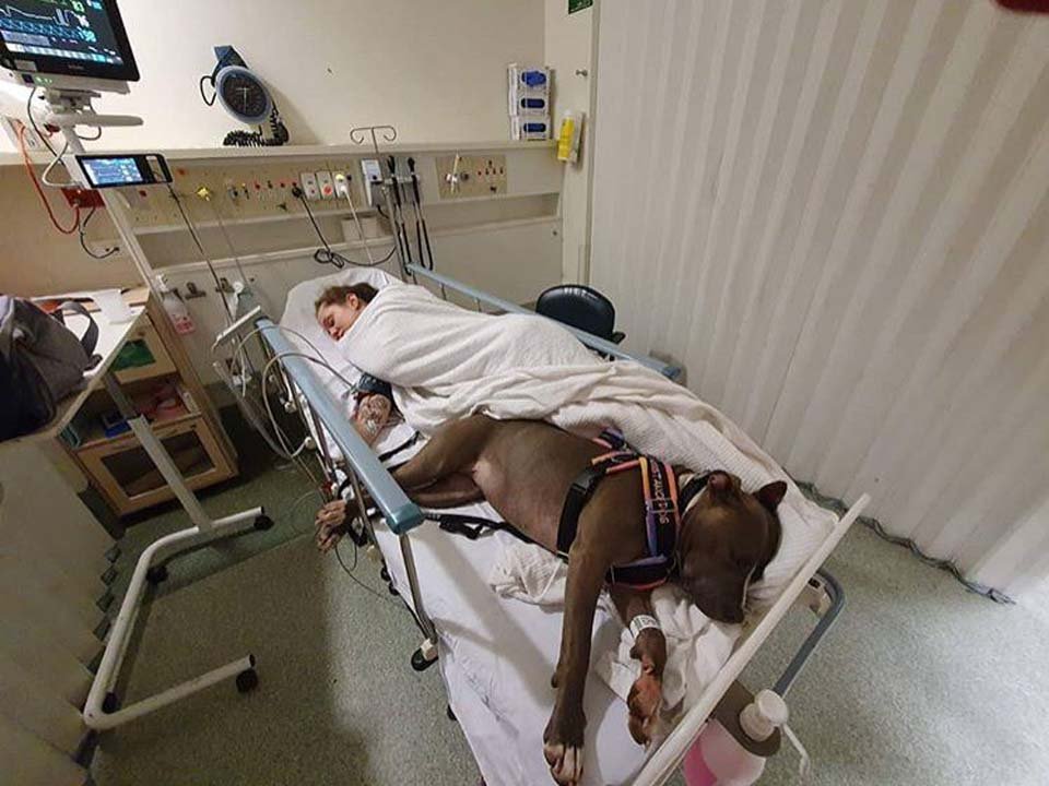 Perro se niega a dejar la habitación de mamá en el hospital después de salvarle la vida 12 Ruby y Darcy
