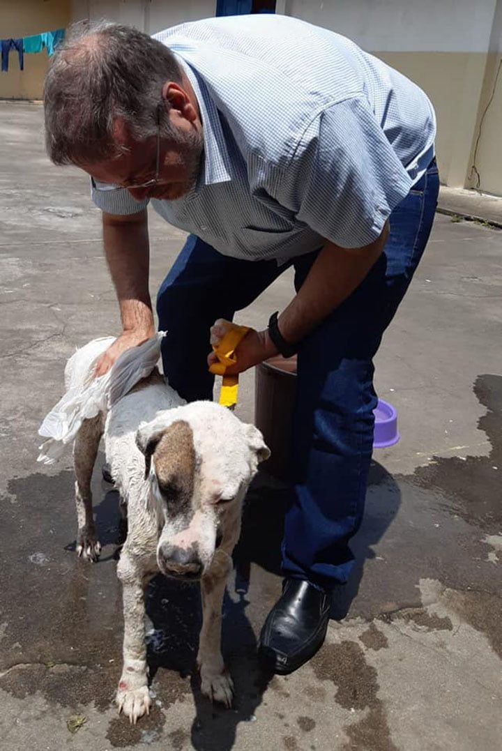 Sacerdote brasileño rescata perro