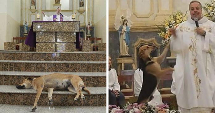 Sacerdote lleva perros a misa para que encuentren un hogar