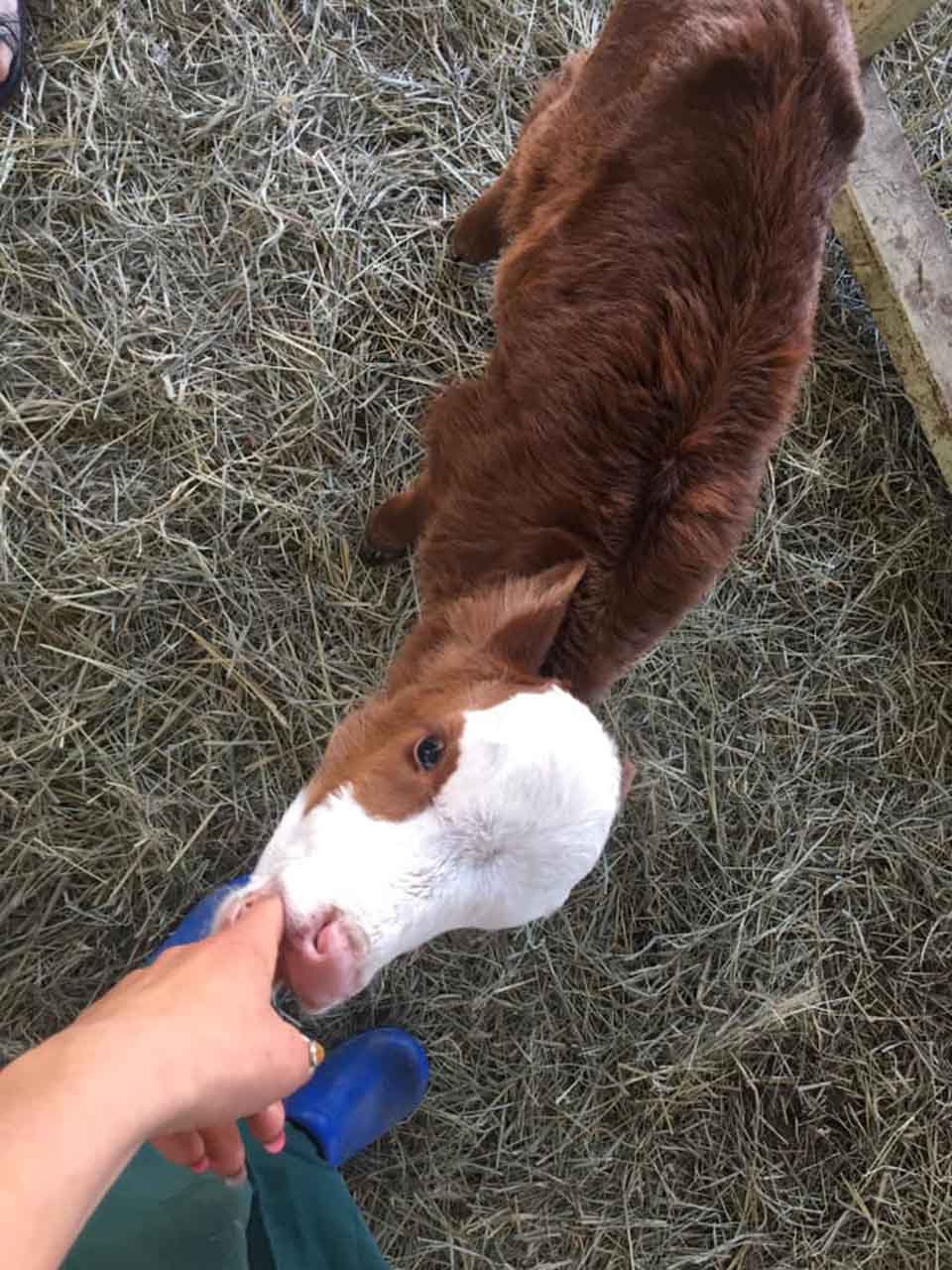 Vaca bebé rescatada le encanta dormir acurrucada en la cama del perro 17 Ternera