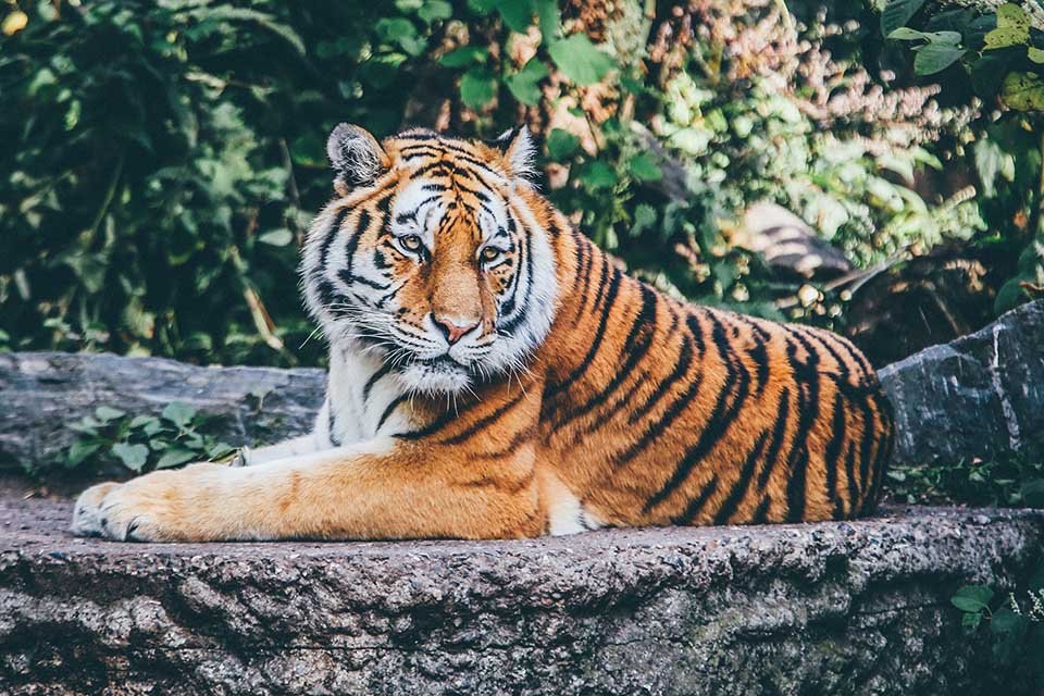 86 tigres rescatados del Templo del Tigre en Tailandia murieron bajo custodia del gobierno 8 Tigre reposando