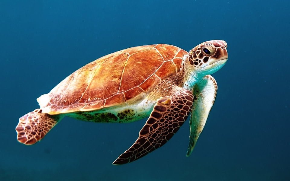 Pequeña tortuga es encontrada muerta con 104 piezas de plástico en sus intestinos 5 Tortuga acuática