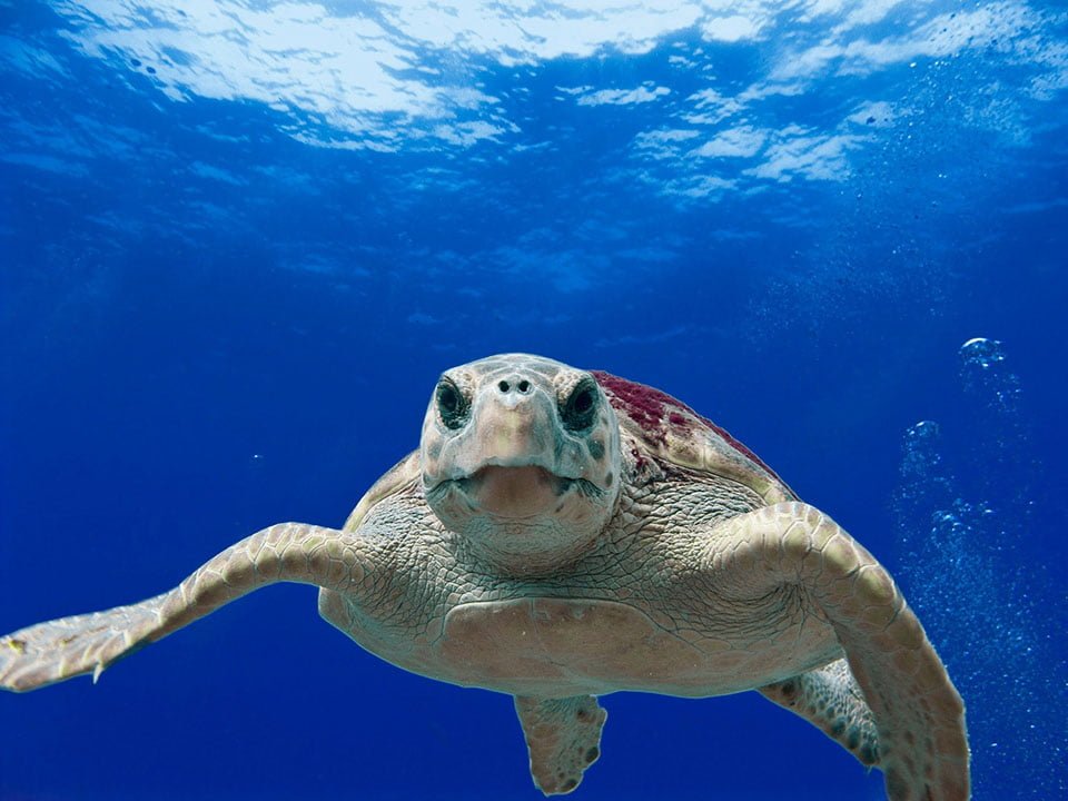 Pequeña tortuga es encontrada muerta con 104 piezas de plástico en sus intestinos 6 Tortuga en océano