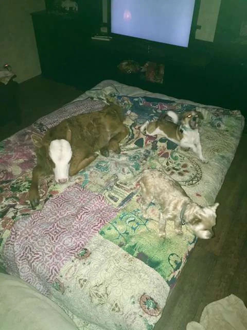 Vaca bebé rescatada le encanta dormir acurrucada en la cama del perro 1 Tulip y los perros