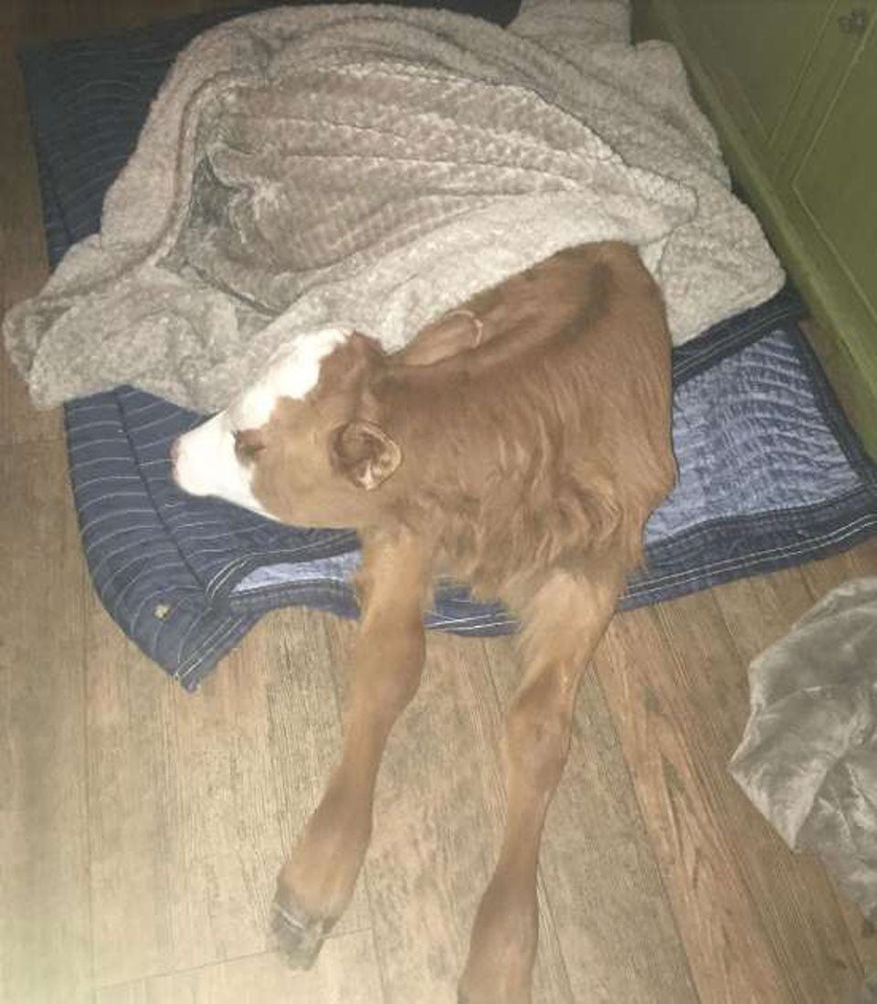 Vaca bebé rescatada le encanta dormir acurrucada en la cama del perro 14 Tulip