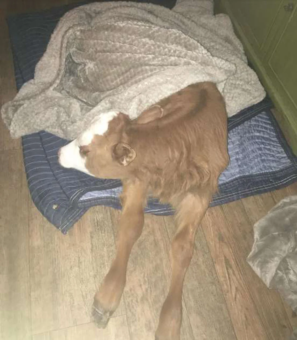 Vaca bebé rescatada le encanta dormir acurrucada en la cama del perro 5 Tulip
