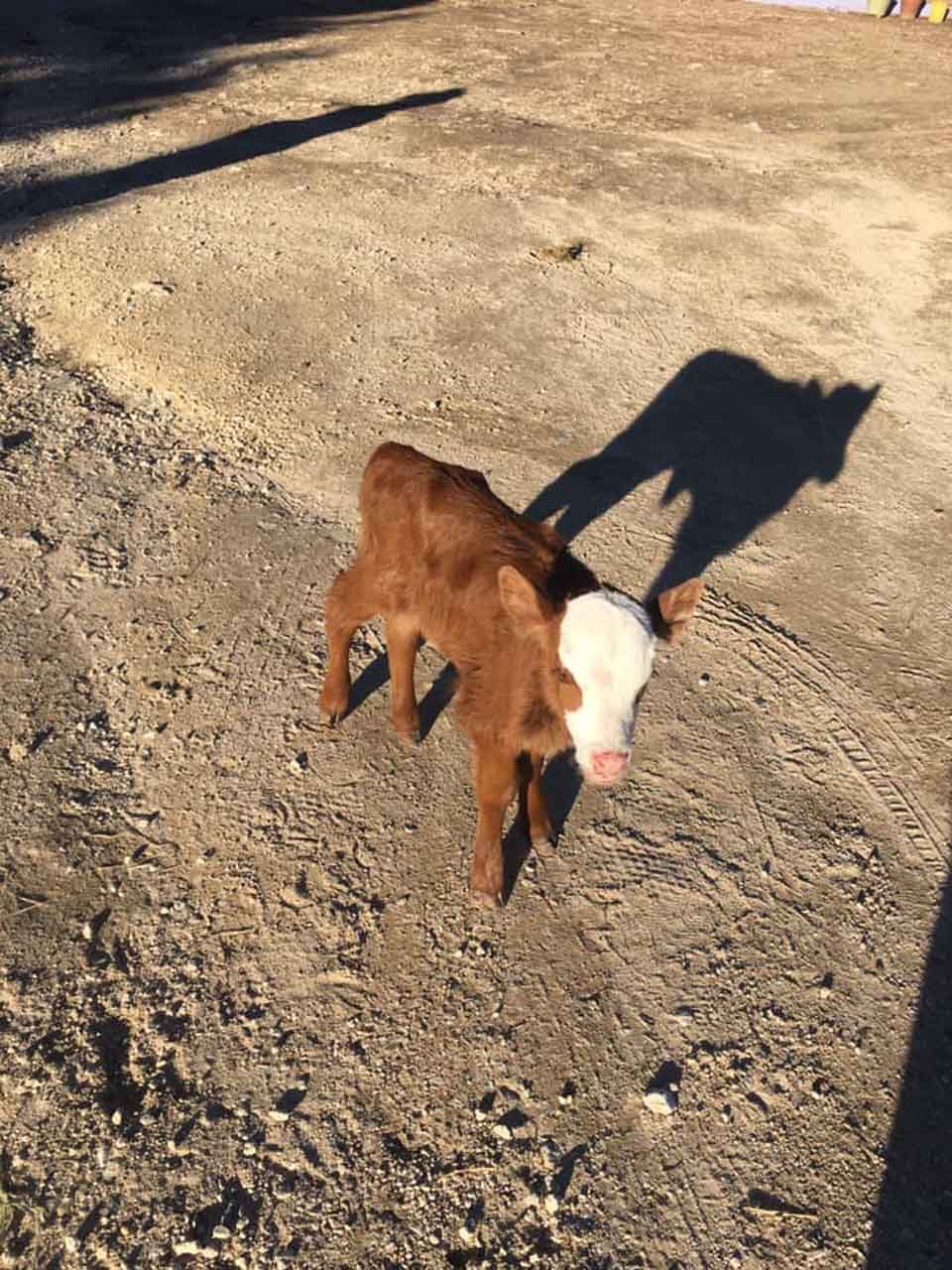Vaca bebé rescatada le encanta dormir acurrucada en la cama del perro 12 Vaca bebé
