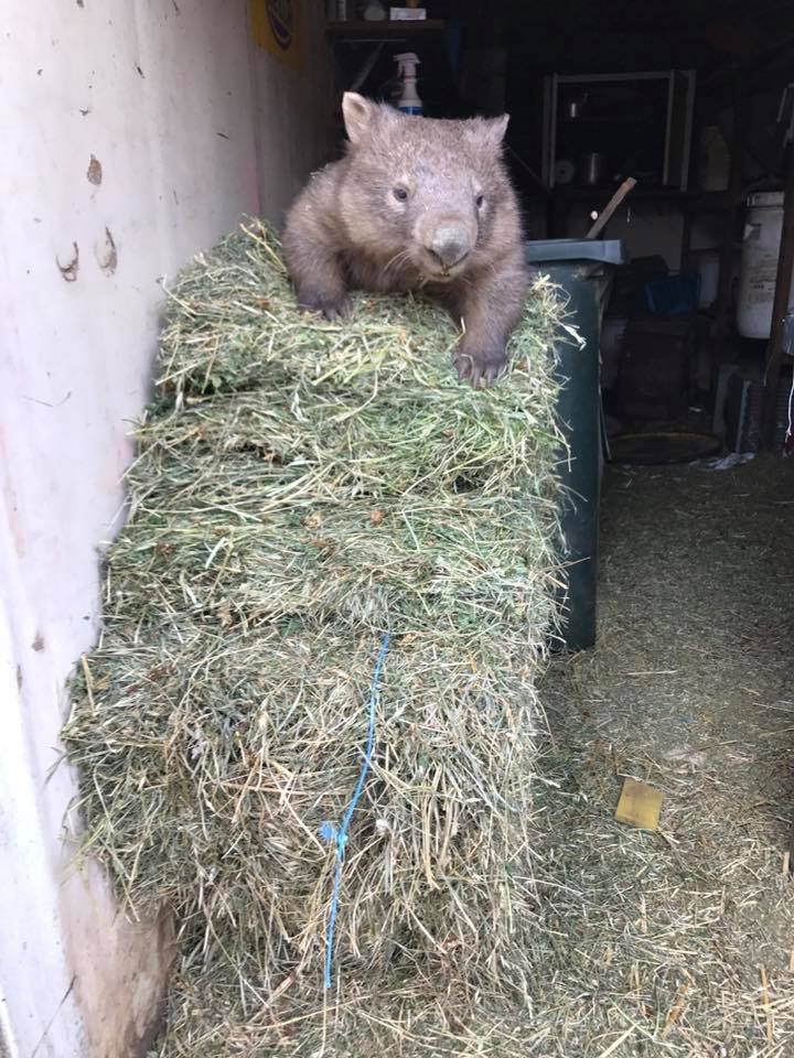 Wombat ladroncito Wombat ladroncito