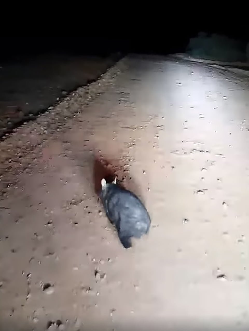 Policía fuera de servicio ataca a un wombat aterrorizado golpeándolo repetidamente con una piedra mientras se ríe 1 Wombat