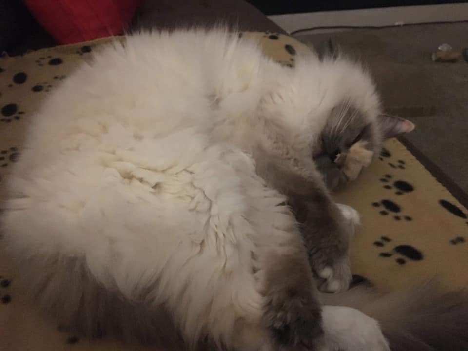 Nadie quería a esta gatita debido a las particulares marcas en su rostro 7 gatita con marcas