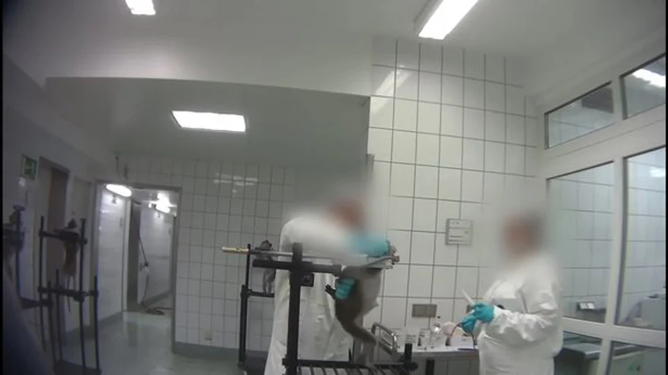 maltrato en laboratorio