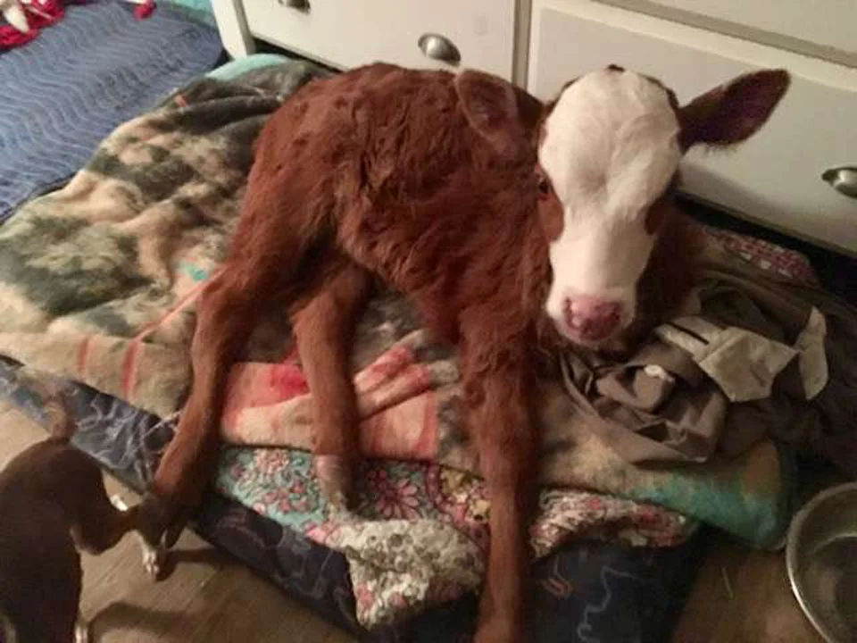 Vaca bebé rescatada le encanta dormir acurrucada en la cama del perro 4 ternerita